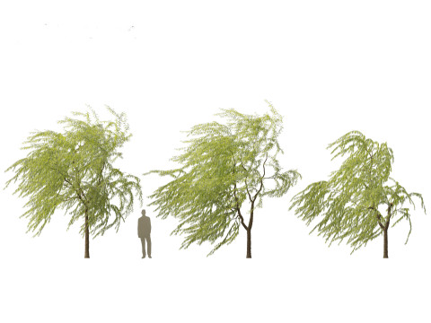 Salix babylonica - Weeping willow 12 3D Model