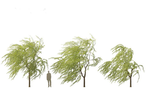 Salix babylonica - Weeping willow 12 3D Model