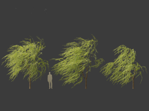 Salix babylonica - Weeping willow 12 3D Model