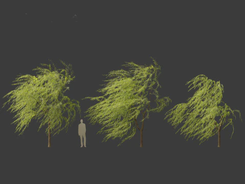Salix babylonica - Weeping willow 12 3D Model