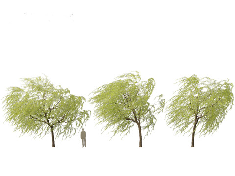 Salix babylonica - Weeping willow 12 3D Model