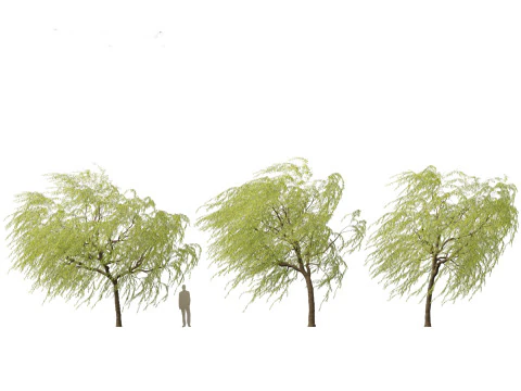 Salix babylonica - Weeping willow 12 3D Model