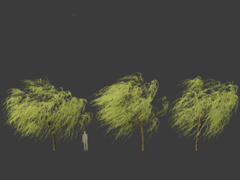 Salix babylonica - Weeping willow 12 3D Model