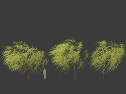 Salix babylonica - Weeping willow 12 3D Model