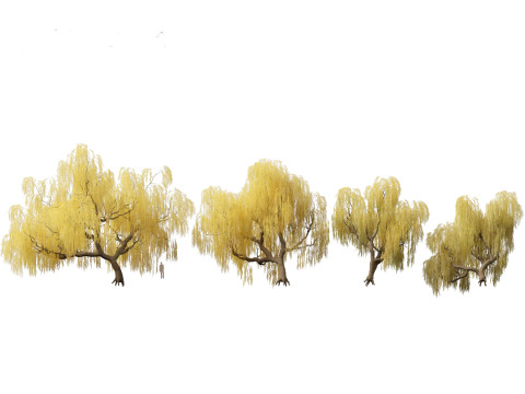 Salix babylonica - Weeping willow 13 3D Model