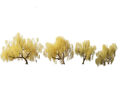 Salix babylonica - Treurwilg 13 3D Model