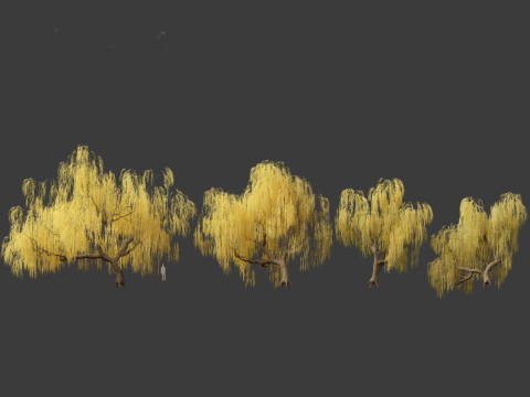 Salix babylonica - Weeping willow 13 3D Model