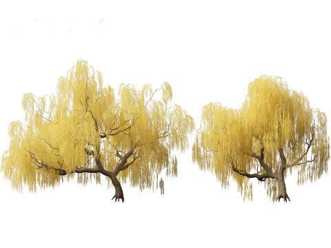 Salix babylonica - Weeping willow 13 3D Model