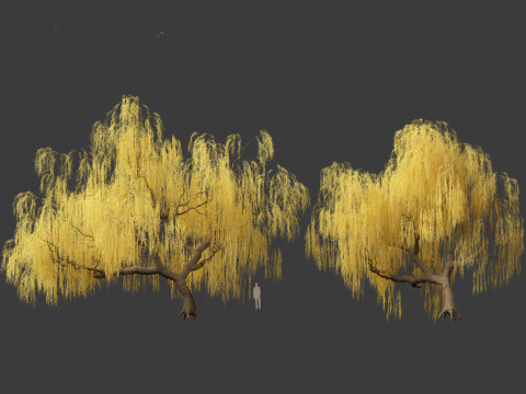 Salix babylonica - Weeping willow 13 3D Model