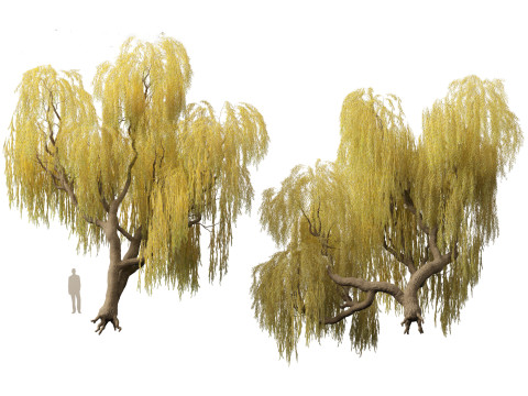 Salix babylonica - Weeping willow 13 3D Model