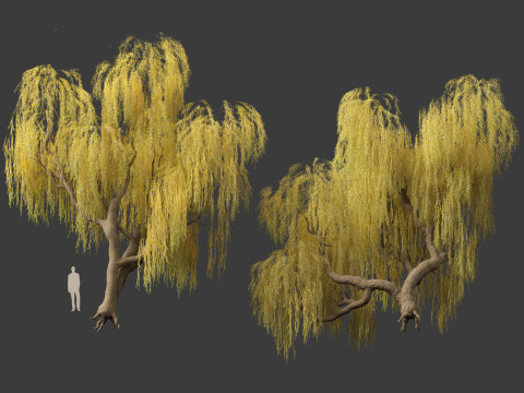 Salix babylonica - Weeping willow 13 3D Model