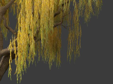 Salix babylonica - Weeping willow 13 3D Model