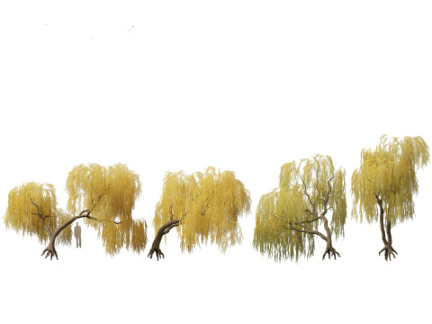Salix babylonica - Weeping willow 14 3D Model