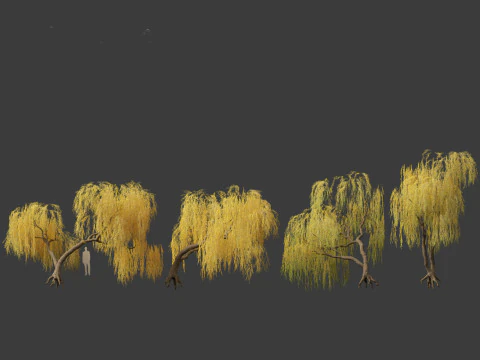 Salix babylonica - Weeping willow 14 3D Model