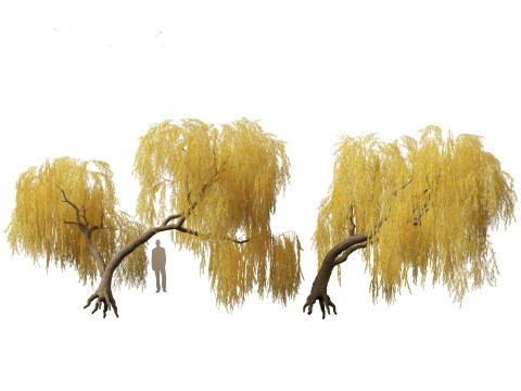 Salix babylonica - Weeping willow 14 Modelo 3D