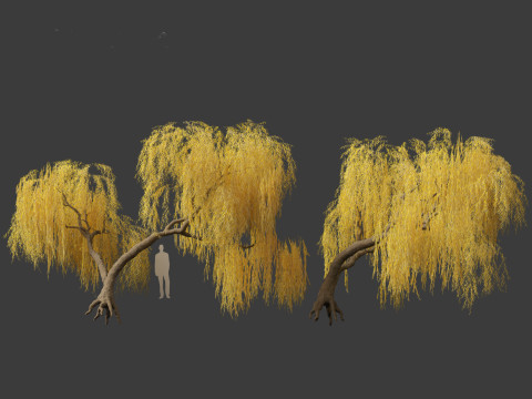 Salix babylonica - Weeping willow 14 Modelo 3D