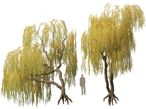Salix babylonica - Weeping willow 14 3D Model