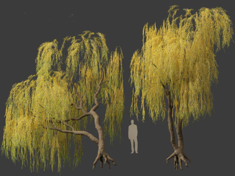 Salix babylonica - Weeping willow 14 3D Model