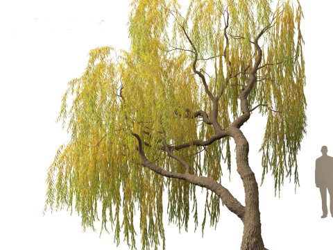 Salix babylonica - Weeping willow 14 Modelo 3D