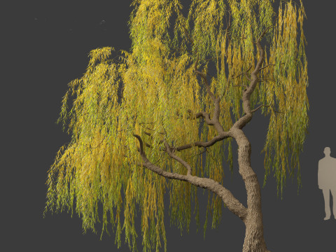 Salix babylonica - Weeping willow 14 Modelo 3D