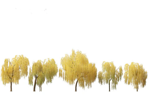 Salix babylonica - Treurwilg 15 3D Model