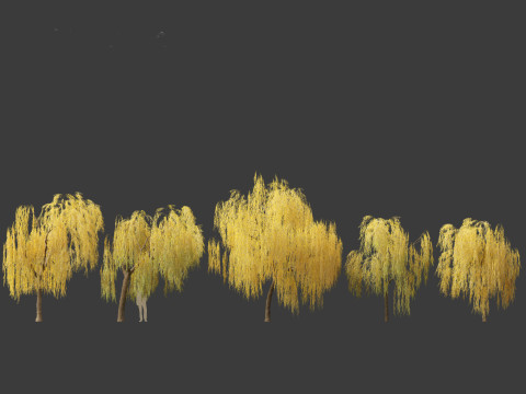 Salix babylonica - Weeping willow 15 3D Model