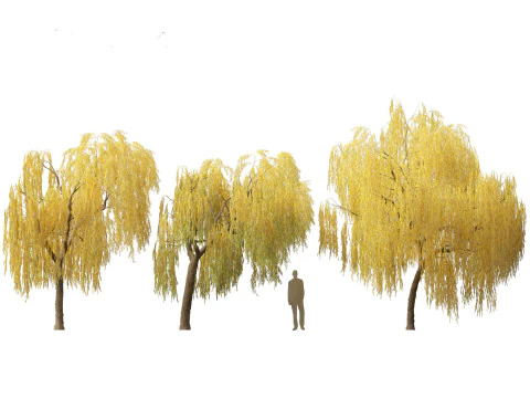 Salix babylonica - Weeping willow 15 3D Model
