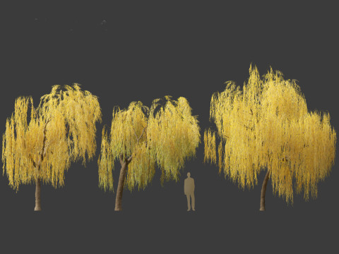 Salix babylonica - Weeping willow 15 3D Model