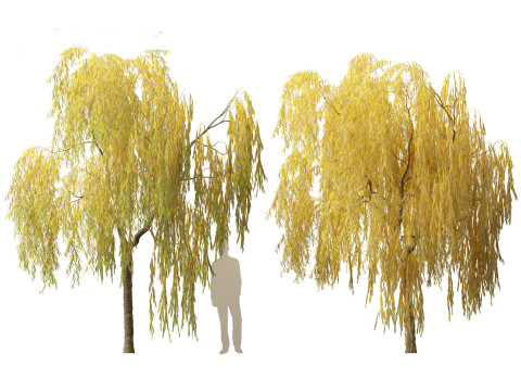 Salix babylonica - Weeping willow 15 3D Model