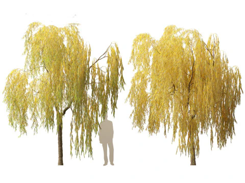 Salix babylonica - Weeping willow 15 3D Model