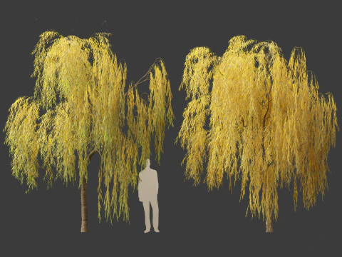 Salix babylonica - Weeping willow 15 3D Model