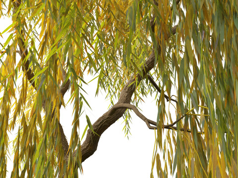 Salix babylonica - Weeping willow 15 3D Model