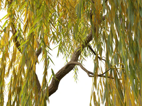 Salix babylonica - Weeping willow 15 3D Model