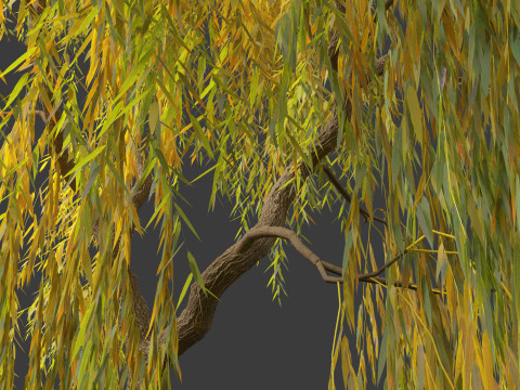 Salix babylonica - Weeping willow 15 3D Model