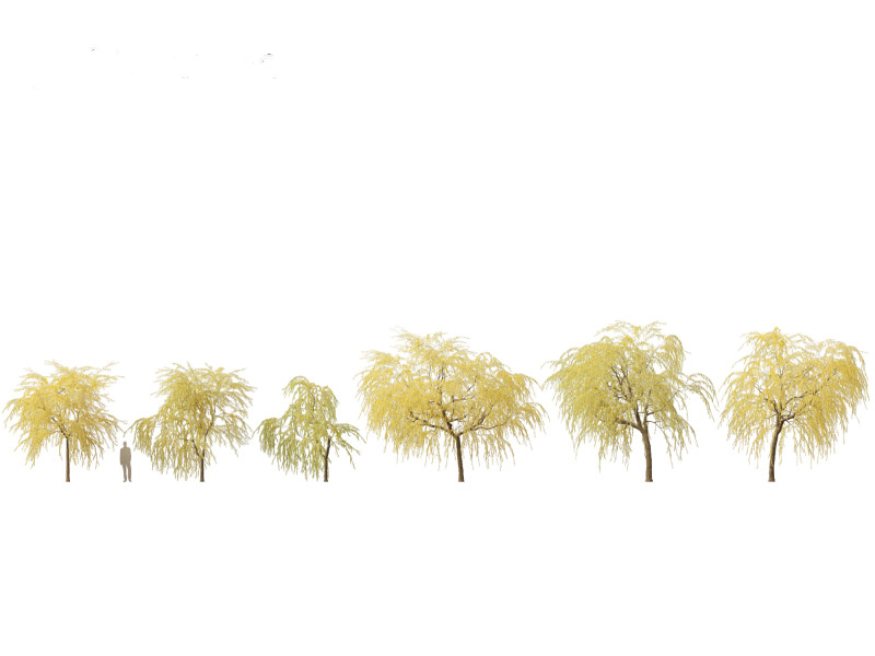 Salix babylonica - Weeping willow 16 3D Модель .c4d .max .obj .3ds .fbx .stl .blend 