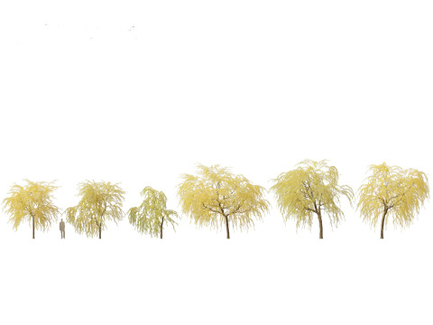 Salix babylonica - Weeping willow 16 3D Model