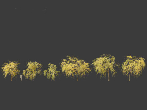 Salix babylonica - Weeping willow 16 3D Модель