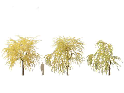 Salix babylonica - Weeping willow 16 3D Модель