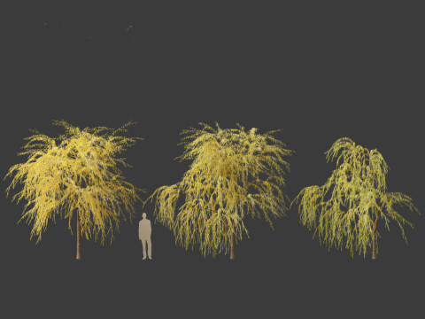 Salix babylonica - Weeping willow 16 3D Модель