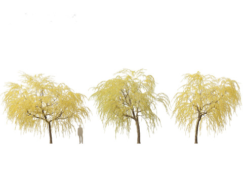 Salix babylonica - Weeping willow 16 3D Модель