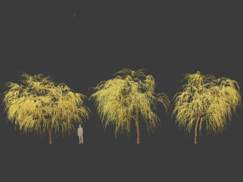 Salix babylonica - Weeping willow 16 3D Модель
