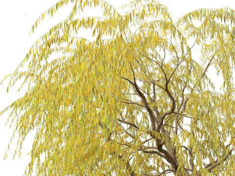 Salix babylonica - Weeping willow 16 3D Модель