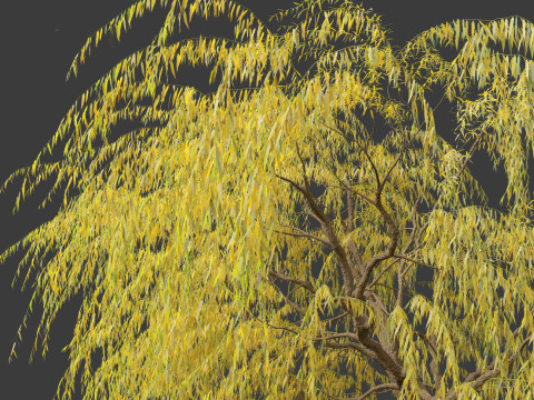 Salix babylonica - Weeping willow 16 3D Модель