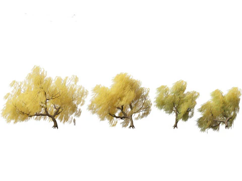 Salix babylonica - Salice piangente 17 Modello 3D