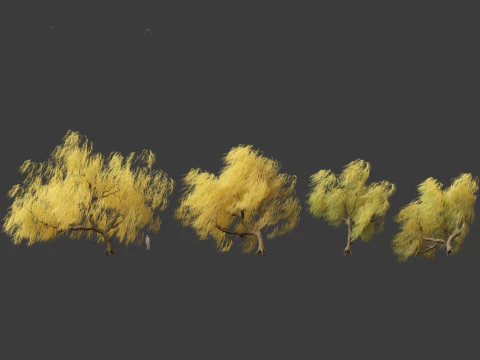 Salix babylonica - Weeping willow 17 3D Model