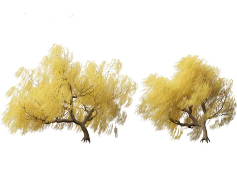 Salix babylonica - Weeping willow 17 3D Model