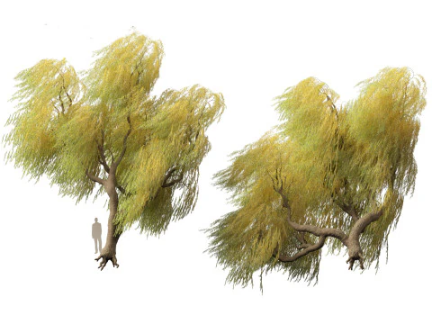 Salix babylonica - Weeping willow 17 3D Model