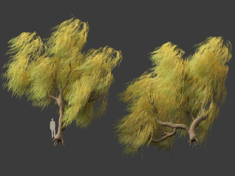 Salix babylonica - Weeping willow 17 3D Model
