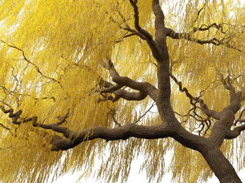 Salix babylonica - Weeping willow 17 Modello 3D