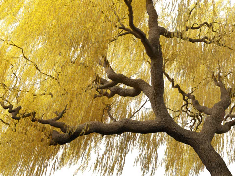 Salix babylonica - Weeping willow 17 3D Model